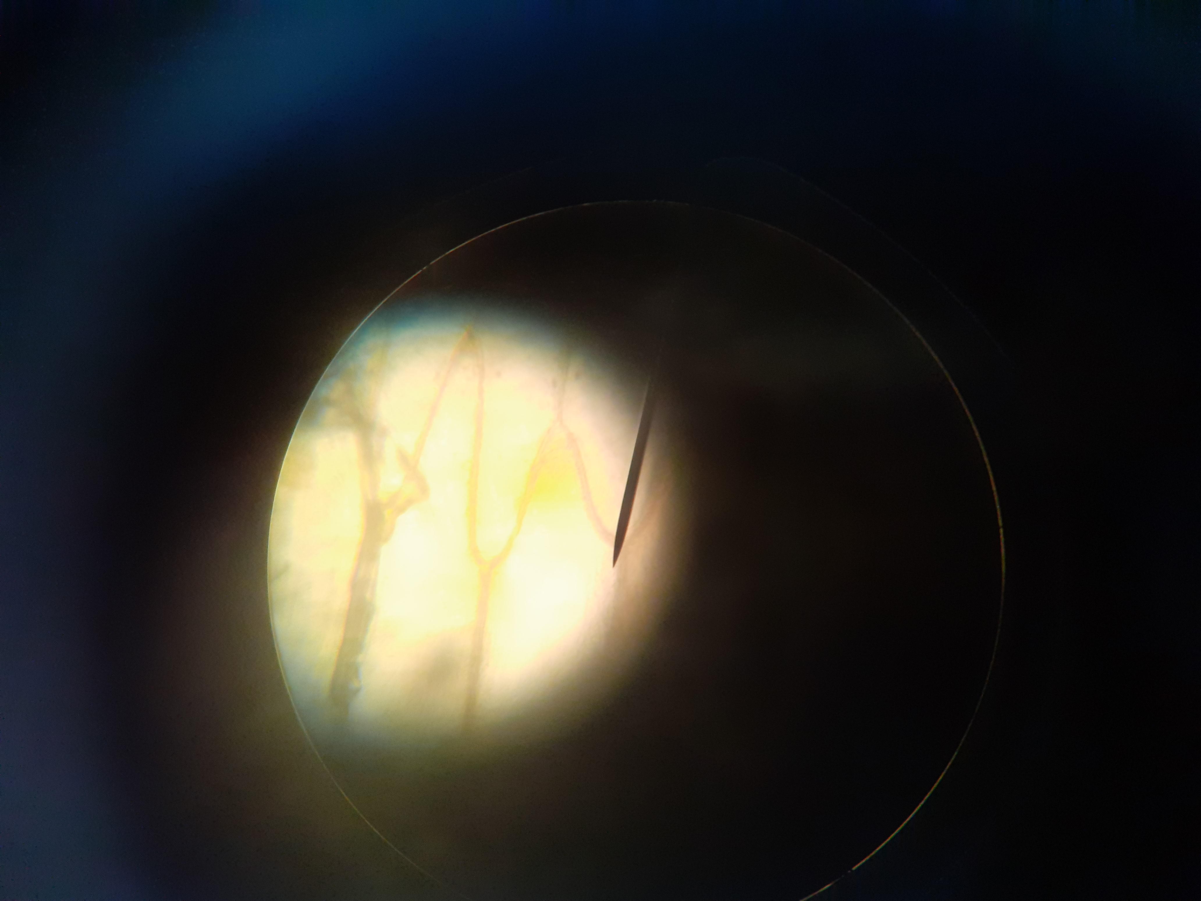 Onion Cell Image 1