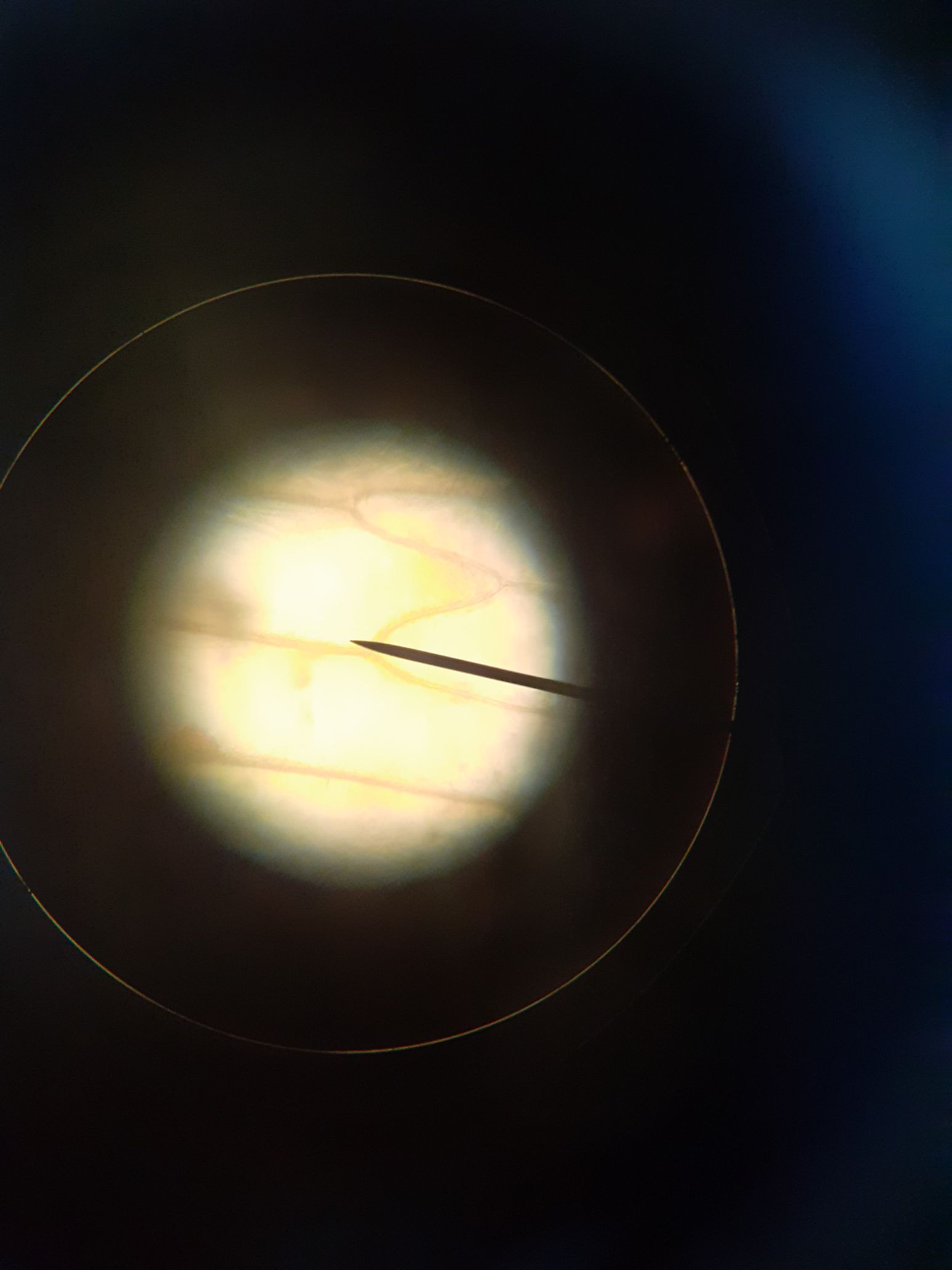 Onion Cell Image 2