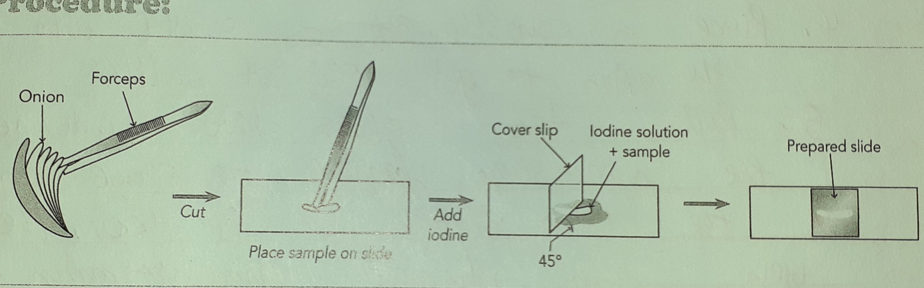 Labelled Diagram 1