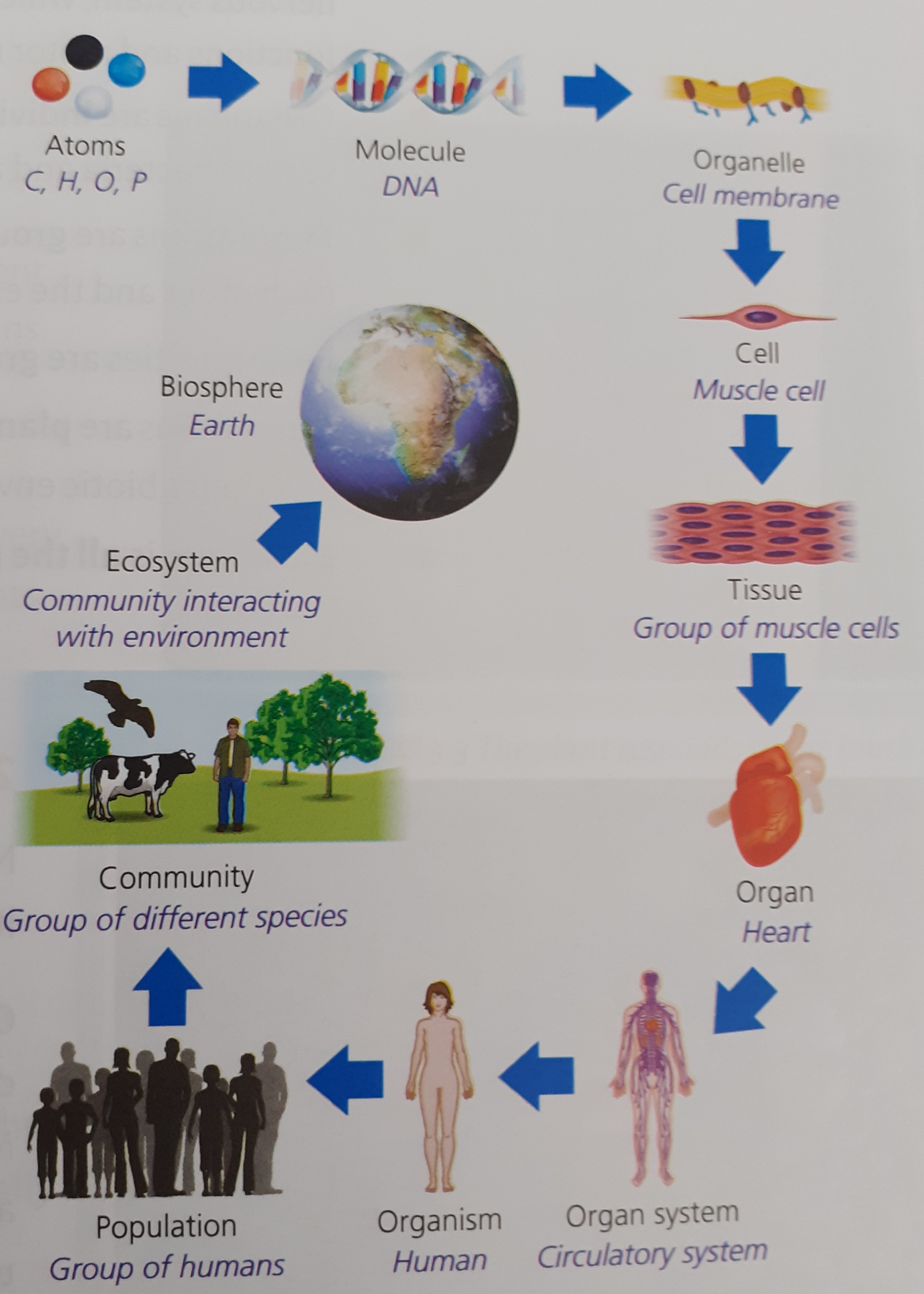 Organisation Diagram 2