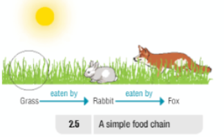 Nutrition Diagram 1