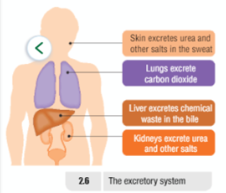 Nutrition Diagram 2