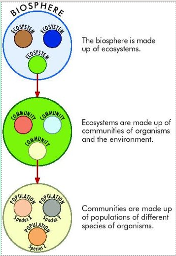 Relationships in the biosphere​