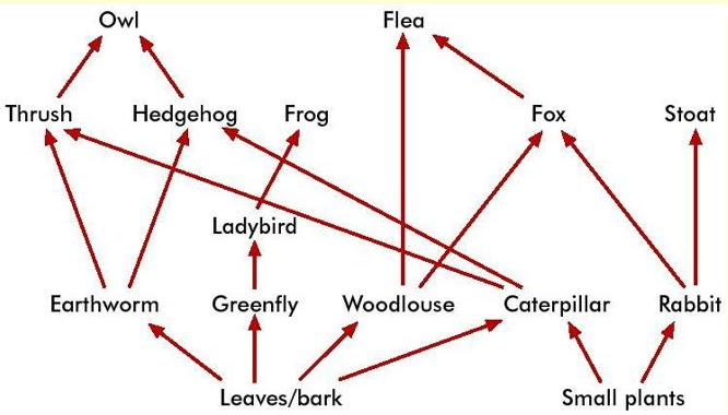 Another Food Web