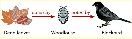 Detritus Food Chain