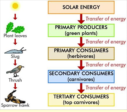 Energy flow in the ecosystem​