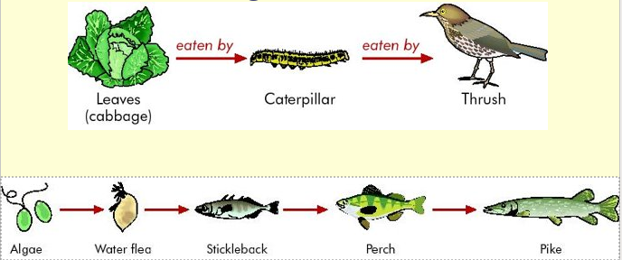 Grazing Food Chains