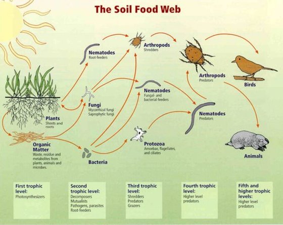 Soil Food Web