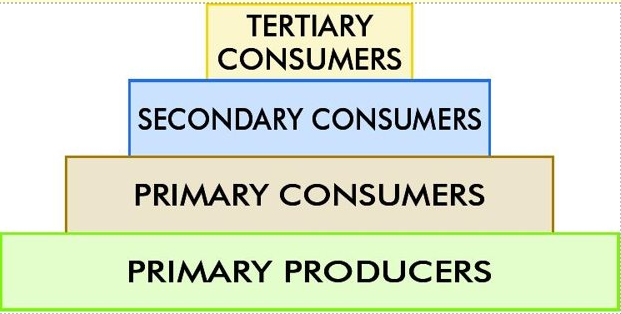 Trophic Levels