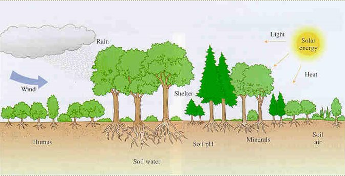 Abiotic factors in a woodland​