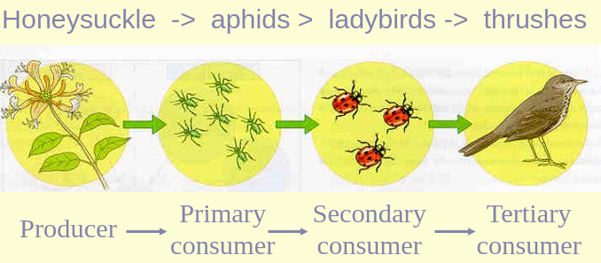 Woodland food chain