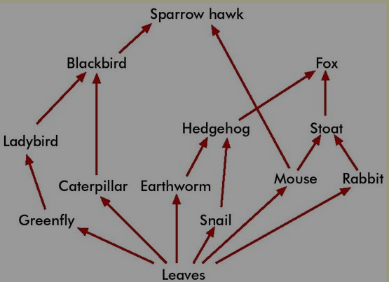 Woodland Food Web 2