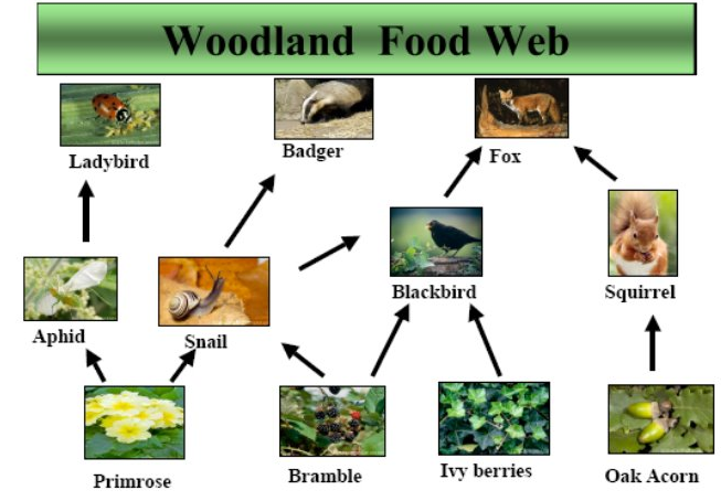 Woodland Food Web