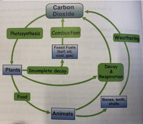 Carbon Cycle