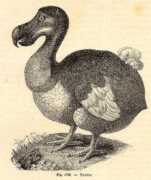 The Dodo