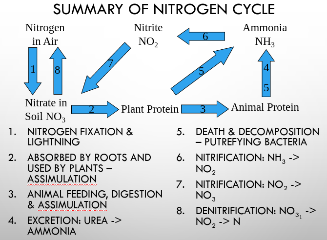 Summary of Nitrogen Cycle