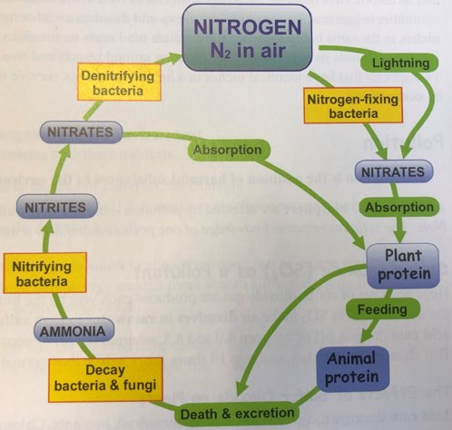 The Nitrogen Cycle