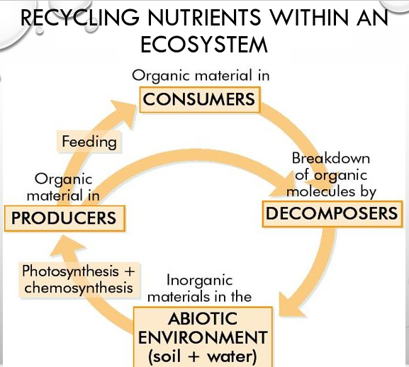 Recycling nutrients within an ecosystem