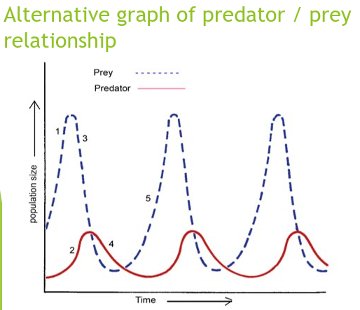 Alternative graph of predator / prey relationship