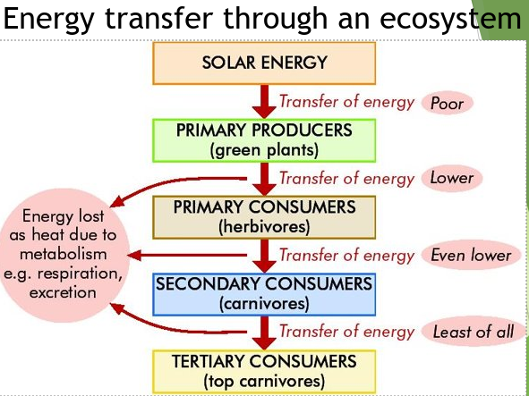 Energy transfer through an ecosystem