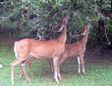 Positive Effects of Predation