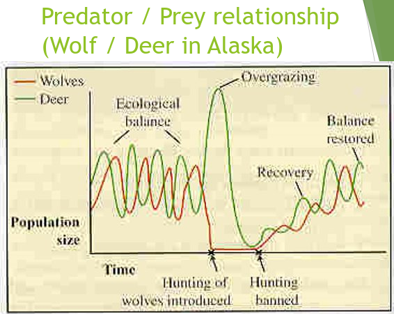 Predator / Prey Relationship (Wolf / Deer in Alaska)