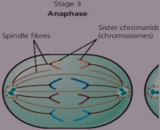 Anaphase