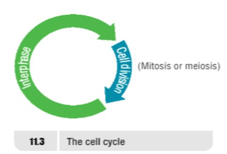 The Cell Cycle