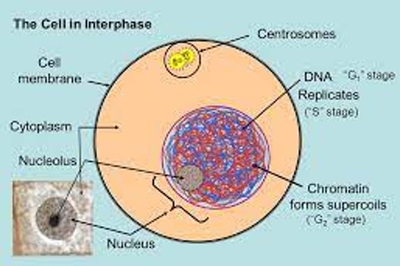 The Cell in Interphase