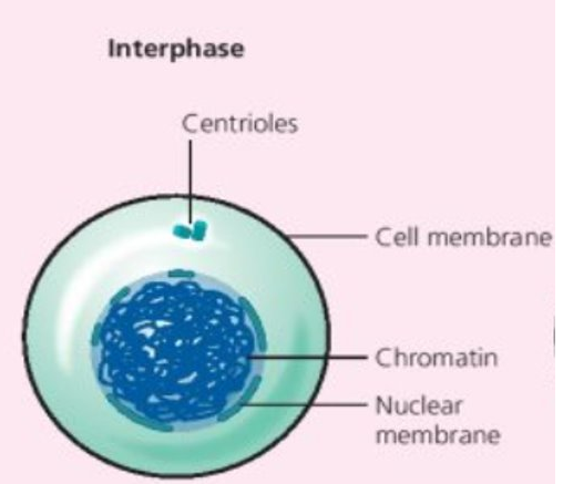 Interphase