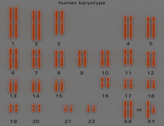 Human Karyotype