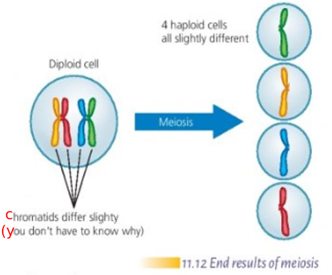 Meiosis