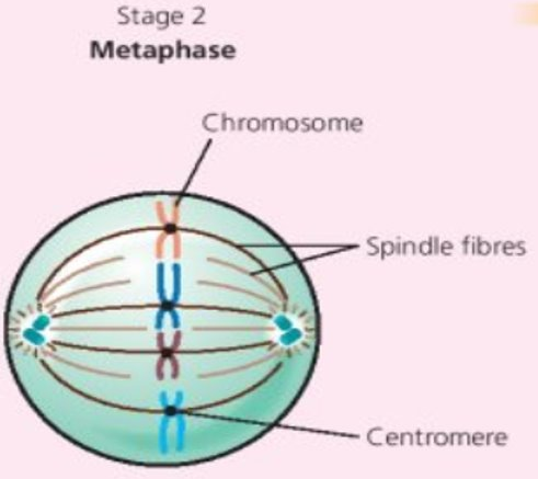 Metaphase