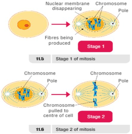 Mitosis 1