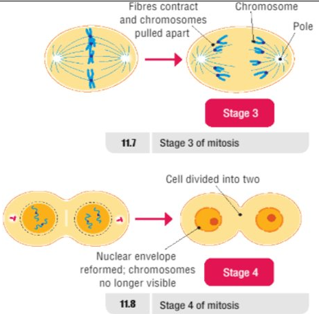 Mitosis 2