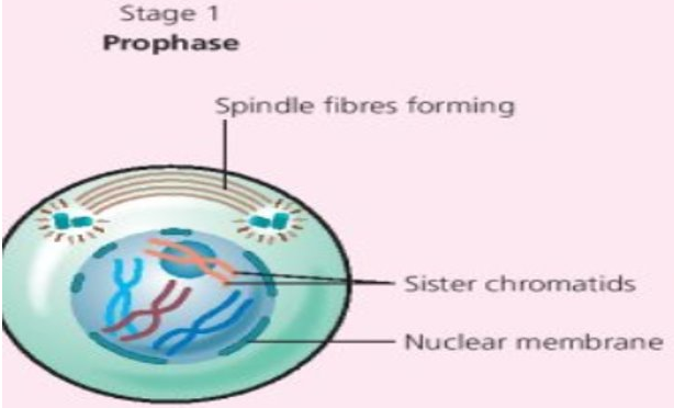 Prophase