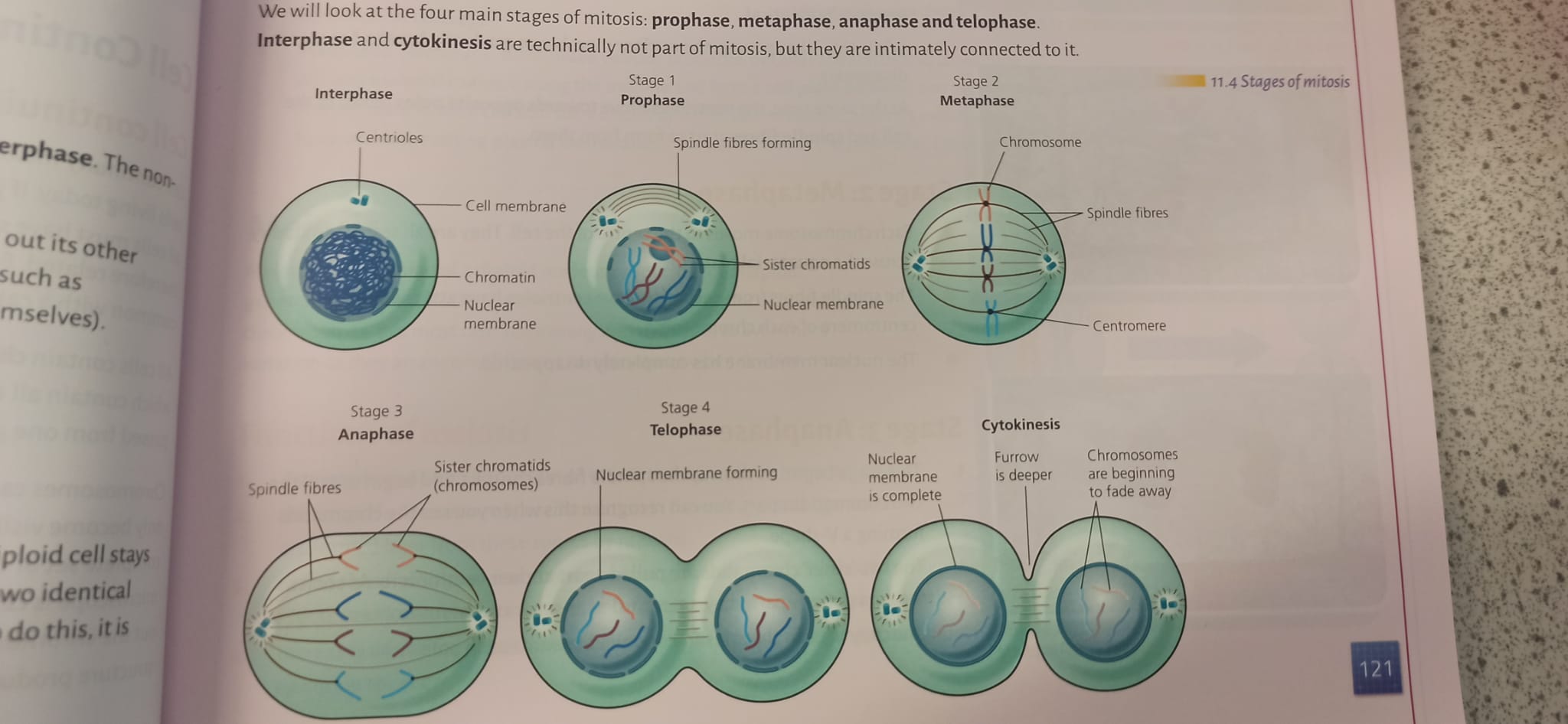 Stages of Mitosis