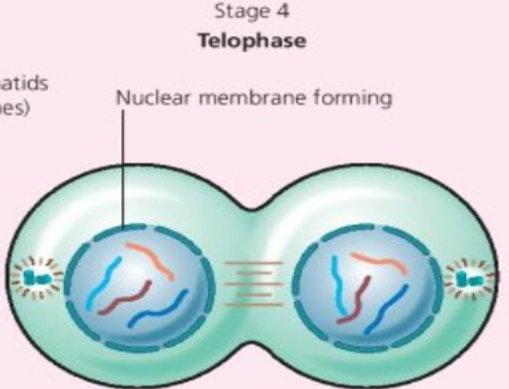 Telophase