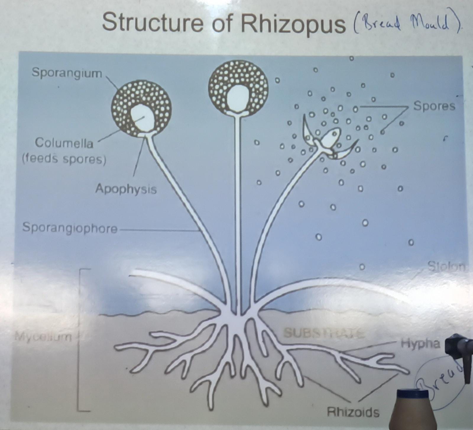 Structure of Rhizopus (Bread Mould)