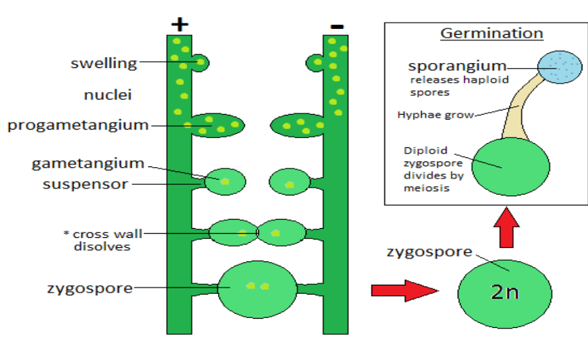 Sexual Reproduction in Rhizopus