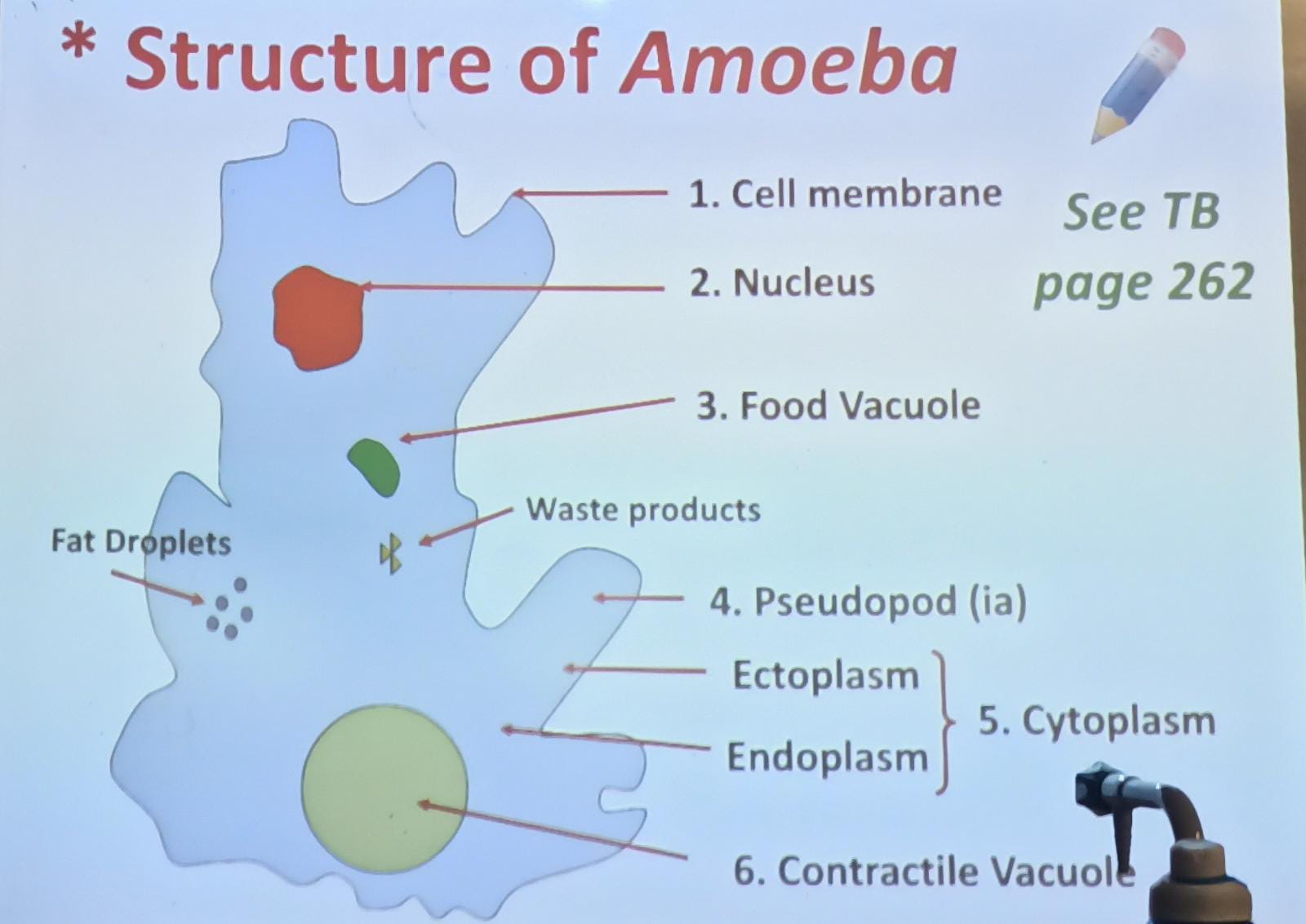 Structure of Amoeba