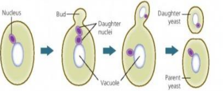 Asexual Reproduction in Yeast