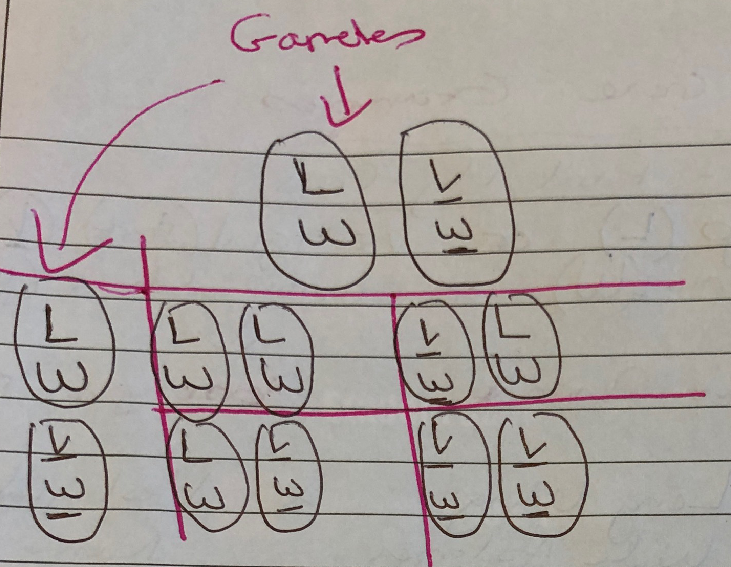 Linked Genes 4