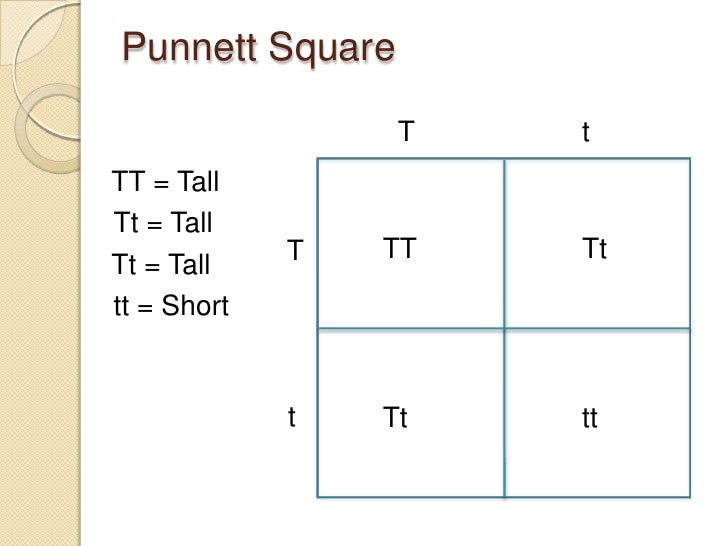 Tt x Tt Punnett Square