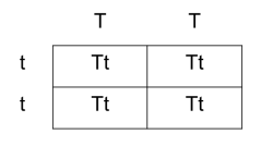 TT x tt Punnett Square