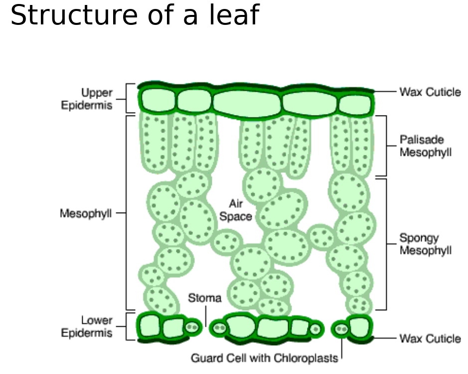 Photosynthesis Leaving Cert Notes