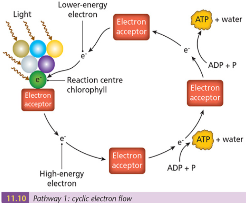 Pathway 1: Cyclic electron flow