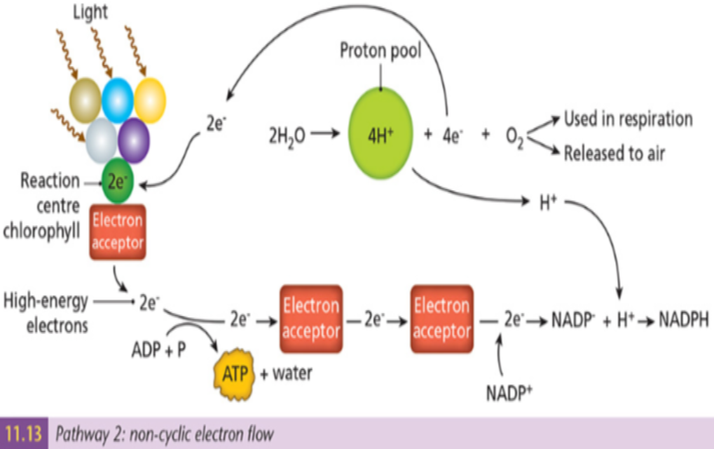 Pathway 2: Non-cyclic electron flow