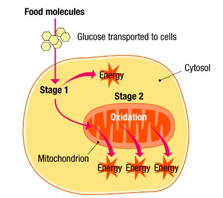 Aerobic Respiration Image