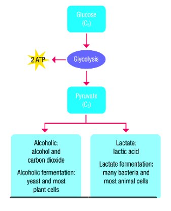 Anaerobic Respiration